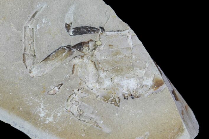 Partial Fossil Pea Crab (Pinnixa) From California - Miocene #85290